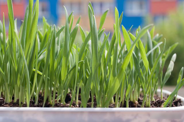 Mẹo trồng rau sạch trên ban công cực đơn giản, lại không gây mùi khó chịu-3