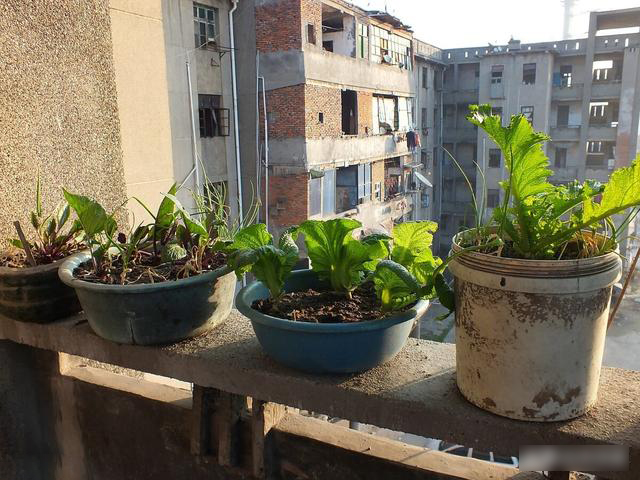 Mẹo trồng rau sạch trên ban công cực đơn giản, lại không gây mùi khó chịu-2