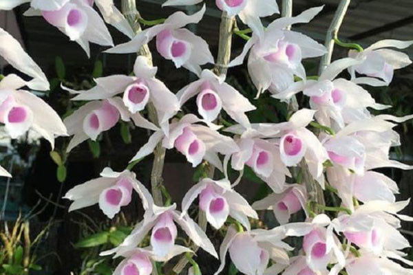 Trái đắng lan phi điệp đột biến: Lời thú nhận sốc-3