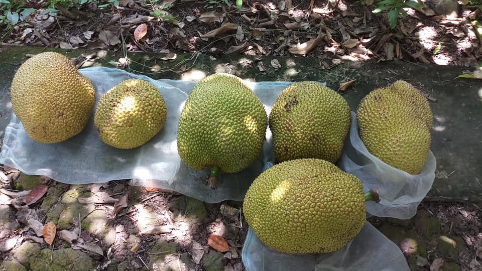 Lạ miệng mít ruột đỏ múi to dày, thơm ngọt giá 120.000 đồng/kg vẫn hút khách-2