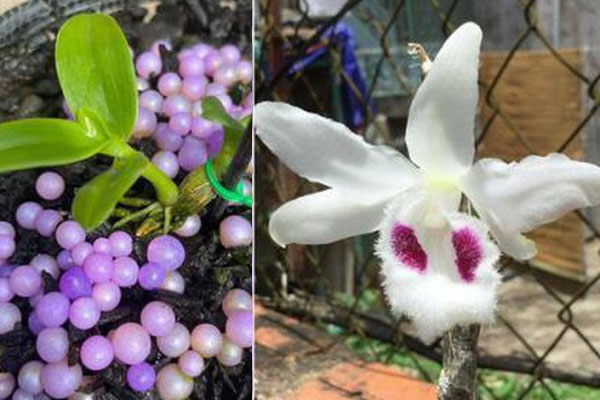 Vỡ trận lan phi điệp: Người tán gia bại sản, kẻ ôm trăm tỷ biến mất-2