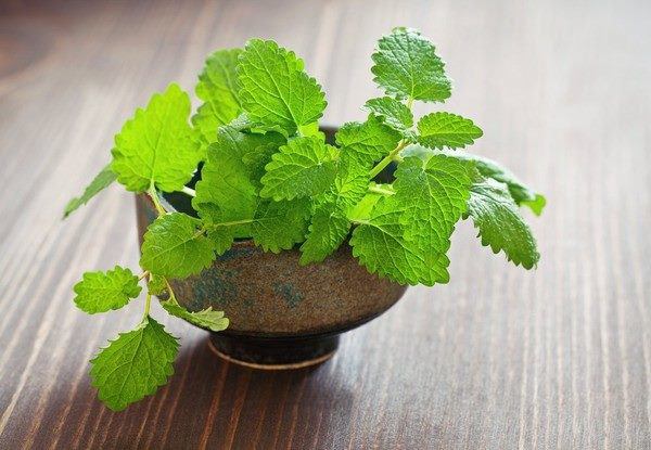 Nhà tắm đặt 7 loại cây này, không lo thiếu nước, chẳng sợ cạn tiền-4