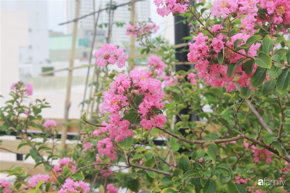 Sân thượng bê tông 40m² biến hình thành khu vườn xanh mát chỉ với 23 triệu đồng ở Đà Nẵng-9