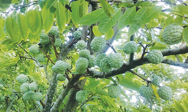 Loại na đặc biệt ở Hải Phòng, dân buôn về tận vườn canh mua-3