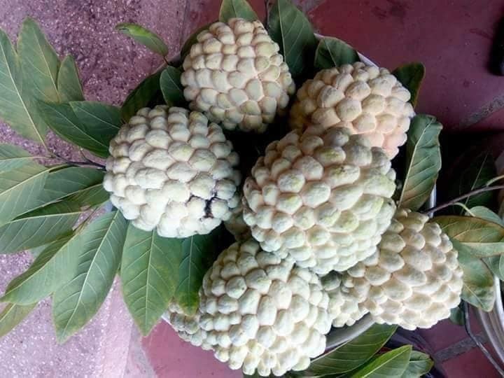 Loại na đặc biệt ở Hải Phòng, dân buôn về tận vườn canh mua-2