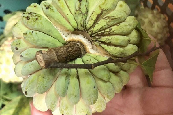 Trám đen Cao Bằng đắt gấp 4 lần trám trắng, giá 175k/kg vẫn đắt khách thành phố mua vì lạ miệng-9