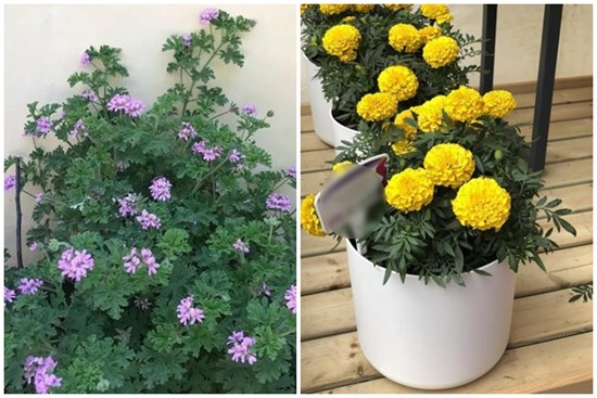 Đặt 3 chậu hoa trong nhà không những đẹp - thơm mà còn xua đuổi muỗi hiệu quả hơn cả thuốc xịt