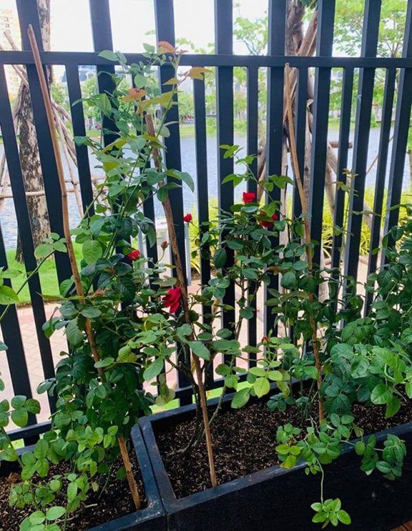 Vân Hugo đón con trai vào Sài Gòn ở biệt thự, trồng nhiều loại hoa quanh nhà vì hôn phu-8