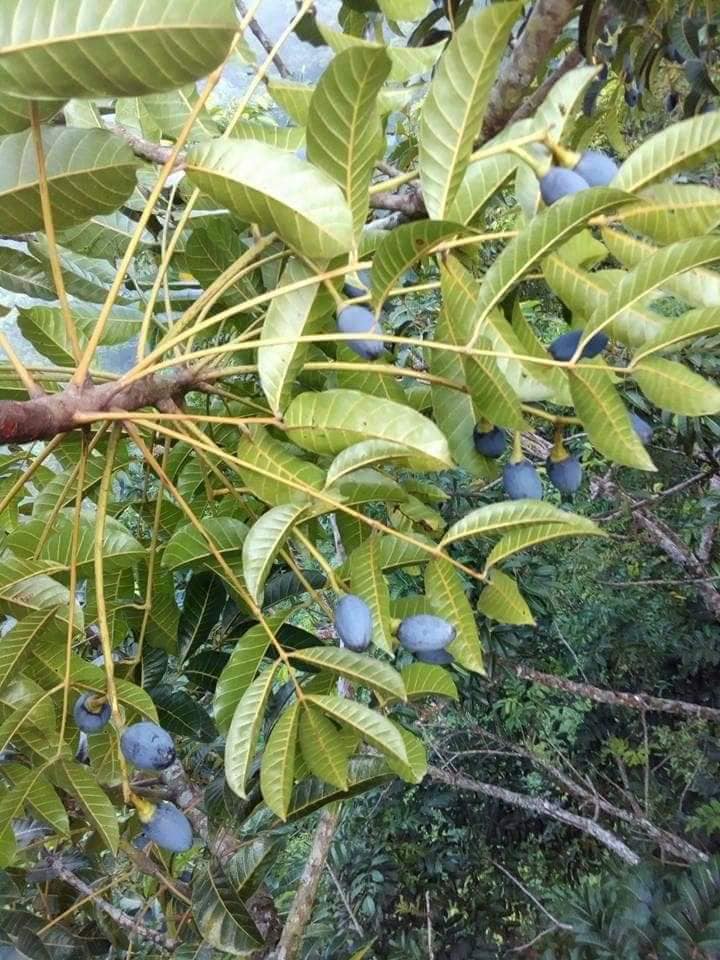 Trám đen Cao Bằng đắt gấp 4 lần trám trắng, giá 175k/kg vẫn đắt khách thành phố mua vì lạ miệng-1