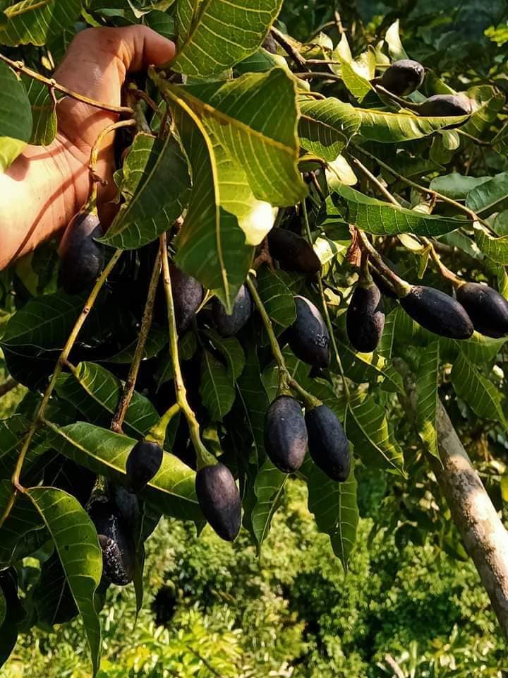 Trám đen Cao Bằng đắt gấp 4 lần trám trắng, giá 175k/kg vẫn đắt khách thành phố mua vì lạ miệng-2