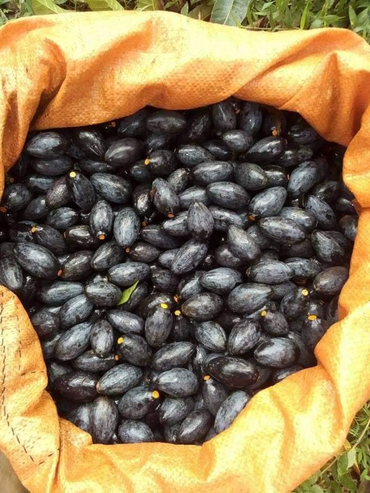 Trám đen Cao Bằng đắt gấp 4 lần trám trắng, giá 175k/kg vẫn đắt khách thành phố mua vì lạ miệng-4