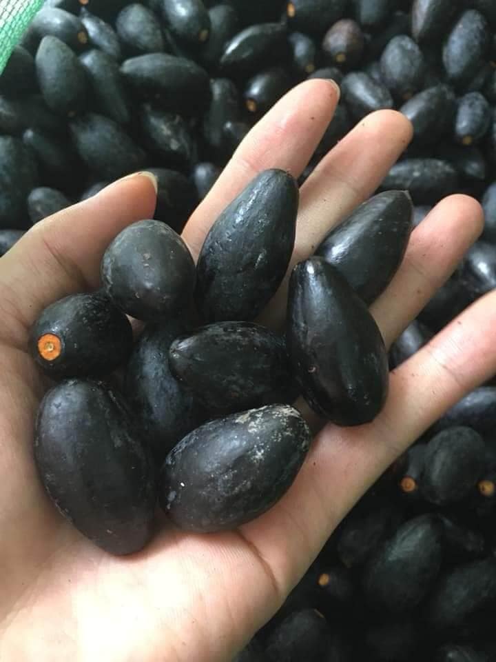 Trám đen Cao Bằng đắt gấp 4 lần trám trắng, giá 175k/kg vẫn đắt khách thành phố mua vì lạ miệng-5