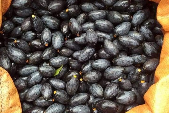 Trám đen Cao Bằng đắt gấp 4 lần trám trắng, giá 175k/kg vẫn đắt khách thành phố mua vì lạ miệng