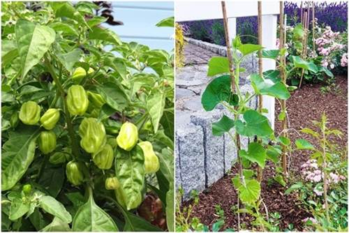 Mẹ Việt biến vườn cỏ dại thành thiên đường bên Tây, hàng xóm phấn khích sang tận nhà khen-4