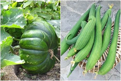 Mẹ Việt biến vườn cỏ dại thành thiên đường bên Tây, hàng xóm phấn khích sang tận nhà khen-6