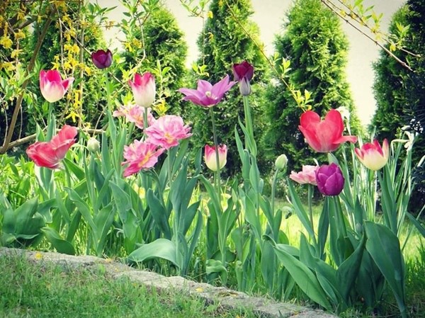 Mẹ Việt biến vườn cỏ dại thành thiên đường bên Tây, hàng xóm phấn khích sang tận nhà khen-9