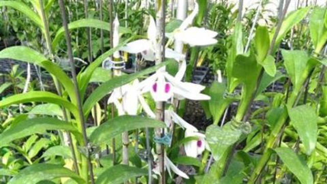 Dính cú lừa phi điệp đột biến 2,6 tỷ đồng tuổi xế chiều-1