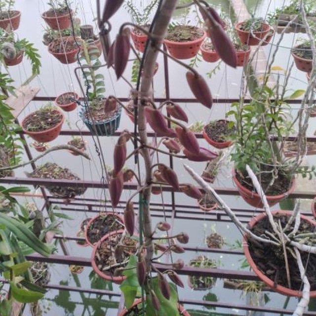 Dính cú lừa phi điệp đột biến 2,6 tỷ đồng tuổi xế chiều-2