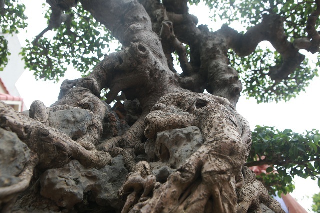 Sanh cổ tân cổ giao duyên, đại gia trả 10 tỷ đồng vẫn không mua được-9