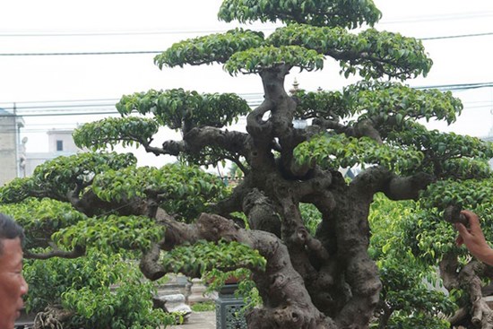 Sanh cổ 'tân cổ giao duyên', đại gia trả 10 tỷ đồng vẫn không mua được