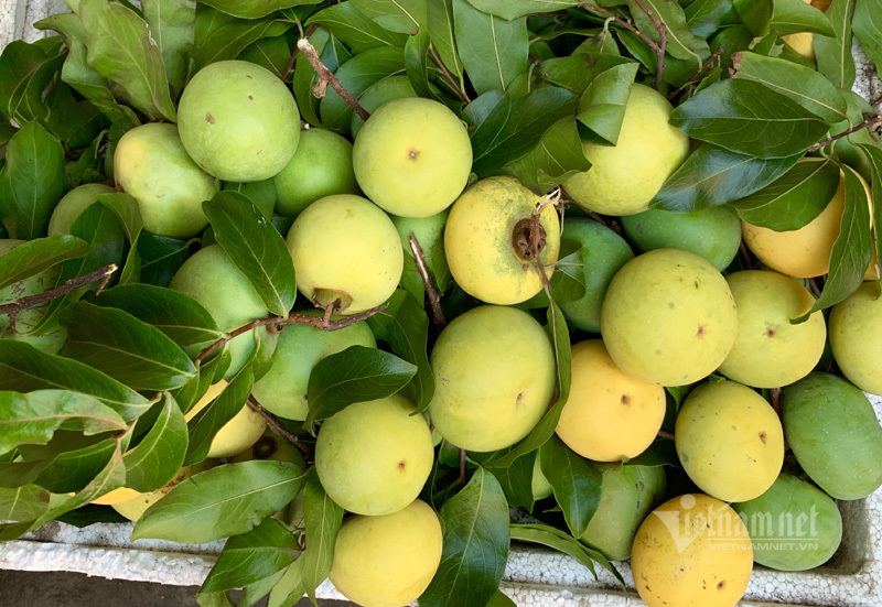 Loại quả cổ tích vàng ươm thơm lừng, ngày bán 6 tạ lãi tiền triệu-2