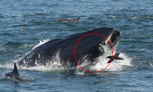 Khoảnh khắc ấn tượng khi cá voi ngoạm người đàn ông trong miệng chỉ thấy được đầu và một phần cơ thể, kết cục của câu chuyện khó ngờ hơn-2