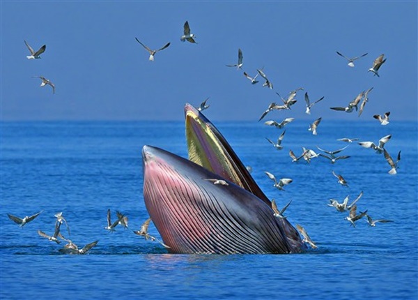 Khoảnh khắc ấn tượng khi cá voi ngoạm người đàn ông trong miệng chỉ thấy được đầu và một phần cơ thể, kết cục của câu chuyện khó ngờ hơn-3