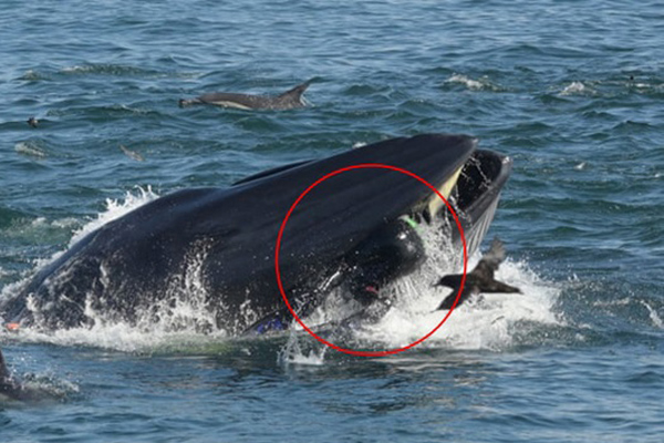 Clip: Bắt được chú cá đuối, ngư dân cù không ngừng để nó cười khiến con vật chết vì ngạt thở-4