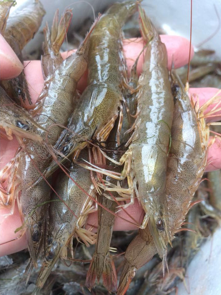 Cách chọn 4 loại tôm chuẩn nhất dành cho các chị em nội trợ sành ăn-1