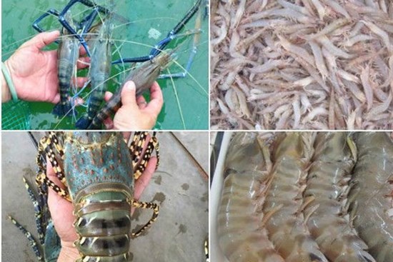 Cách chọn 4 loại tôm chuẩn nhất dành cho các chị em nội trợ sành ăn