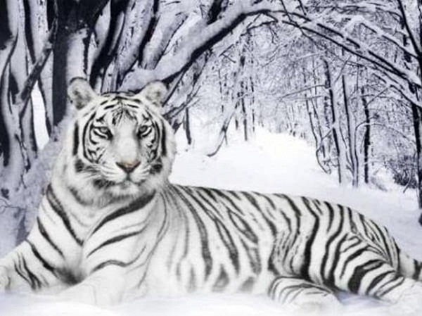 Trước cuối tháng 8, 3 con giáp hút trọn lộc trời bất ngờ ăn nên làm ra, cuối năm cuộc sống sung túc, khó khăn tài chính được tháo gỡ-3