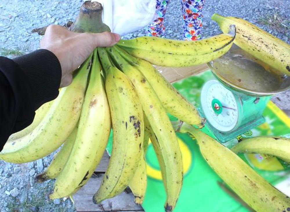 Ngỡ ngàng trước giống chuối siêu to khổng lồ” đặc biệt tại Việt Nam, mỗi quả nặng gần 1kg giá chỉ 9.000 đồng/quả-3