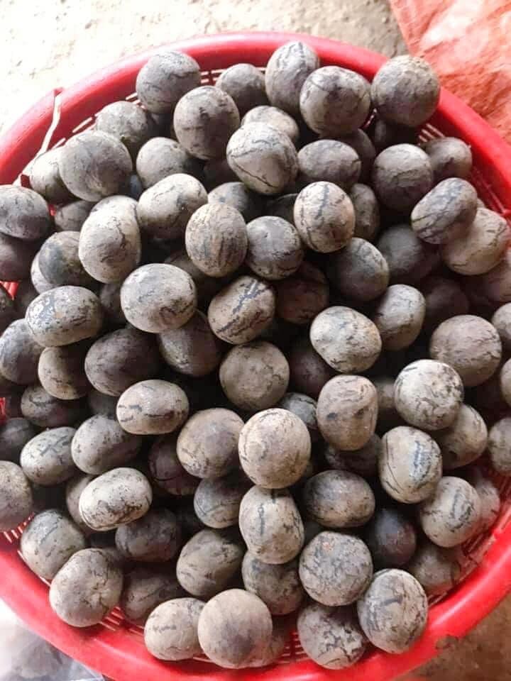 Quả rừng Sơn La hoang dại thơm ngọt giống phô mai tươi, bà nội trợ Hà thành liên tục đặt mua về làm sữa hạt, nấu canh-1