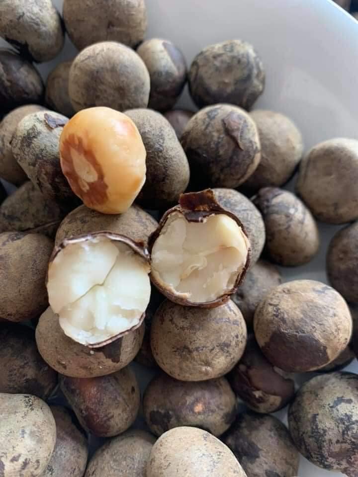 Quả rừng Sơn La hoang dại thơm ngọt giống phô mai tươi, bà nội trợ Hà thành liên tục đặt mua về làm sữa hạt, nấu canh-2