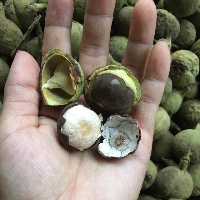 Quả rừng Sơn La hoang dại thơm ngọt giống phô mai tươi, bà nội trợ Hà thành liên tục đặt mua về làm sữa hạt, nấu canh-3