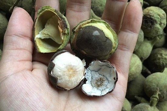 Quả rừng Sơn La hoang dại thơm ngọt giống phô mai tươi, bà nội trợ Hà thành liên tục đặt mua về làm sữa hạt, nấu canh