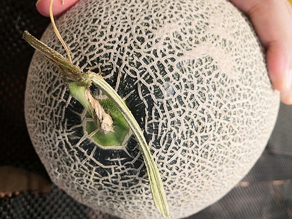 Bỏ tiền ra mua dưa lưới mà không biết những mẹo chọn dưa ngon&nbsp;thì thật quá thiếu sót!-3