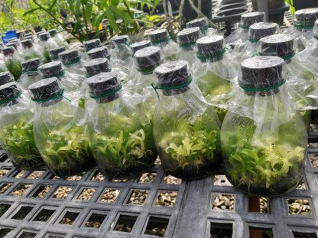 Trái đắng Phi điệp đột biến: Bán đổ, bán tháo cho... người thân-1