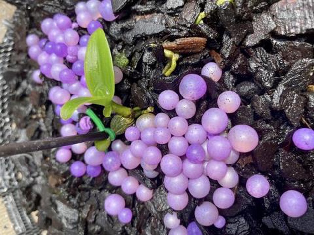 Trái đắng Phi điệp đột biến: Bán đổ, bán tháo cho... người thân-2