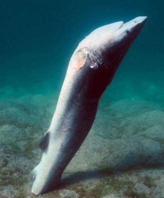 Sự tàn bạo đẫm máu sau bát súp giá 2 triệu đồng-3