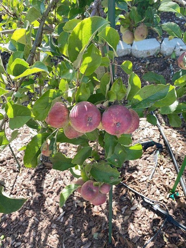 Vừa về được nhà, Nhật Tinh Anh khoe khu vườn trong biệt thự triệu đô ở Mỹ-5