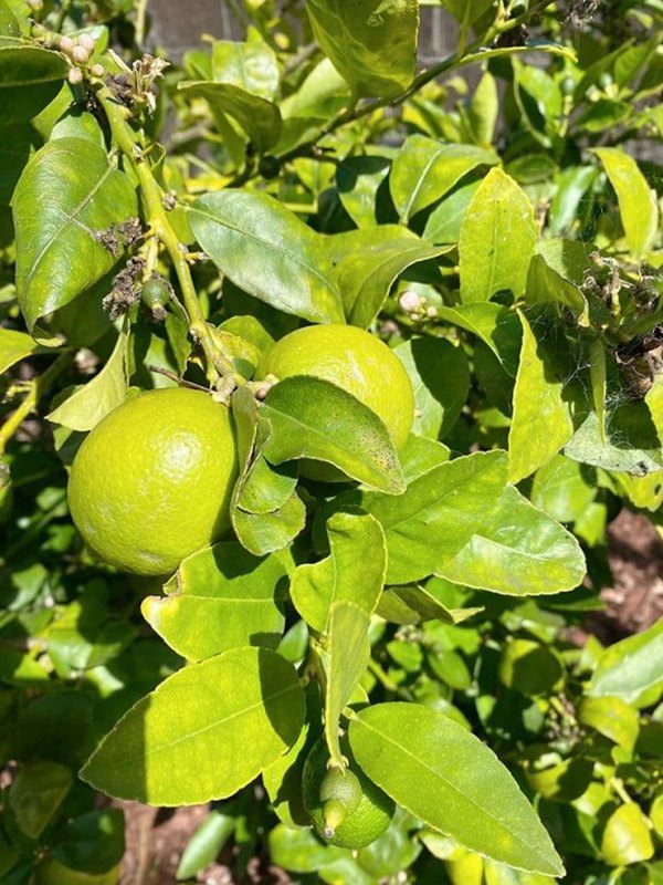 Vừa về được nhà, Nhật Tinh Anh khoe khu vườn trong biệt thự triệu đô ở Mỹ-6