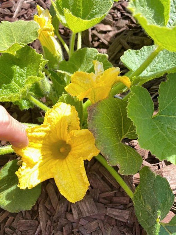 Vừa về được nhà, Nhật Tinh Anh khoe khu vườn trong biệt thự triệu đô ở Mỹ-7