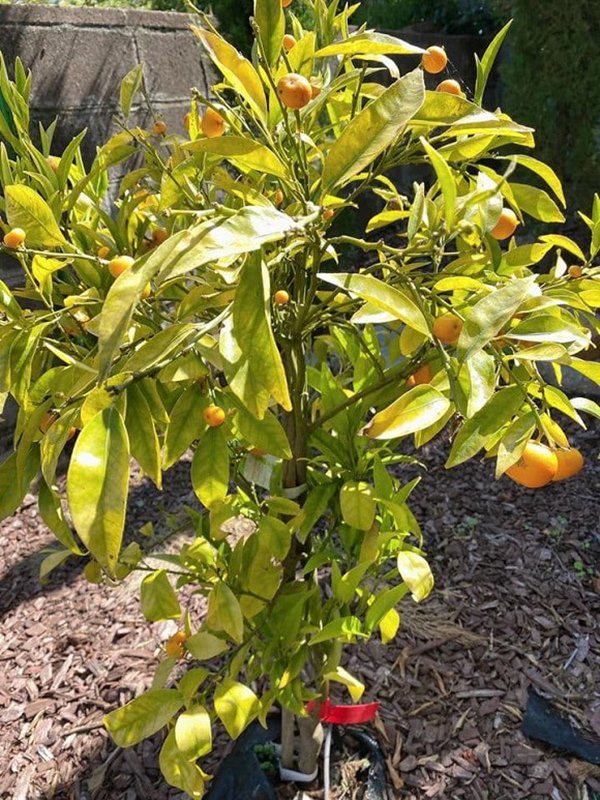 Vừa về được nhà, Nhật Tinh Anh khoe khu vườn trong biệt thự triệu đô ở Mỹ-8