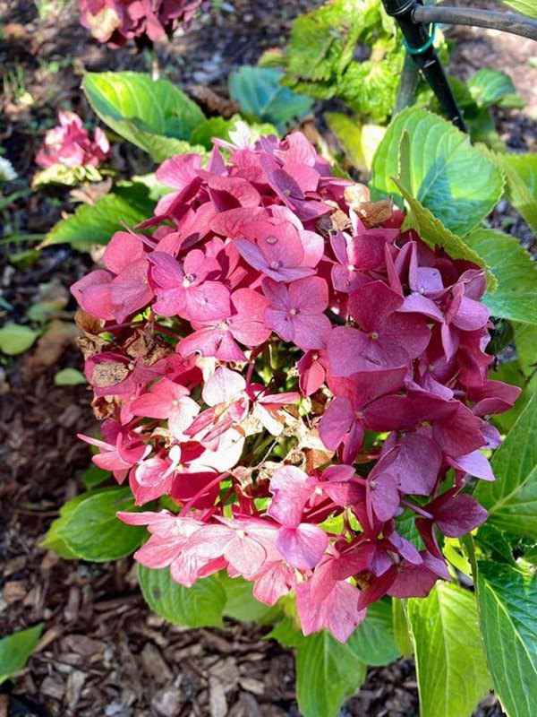 Vừa về được nhà, Nhật Tinh Anh khoe khu vườn trong biệt thự triệu đô ở Mỹ-10