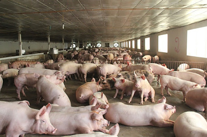 Giá thịt lợn giảm mạnh, bán không lấy lãi lo đẩy hàng sớm-1