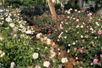 Ghen tị khu vườn 200m² ngập tràn hoa tươi và rau củ quả sạch trên sân thượng của nữ doanh nhân Sài Gòn-26