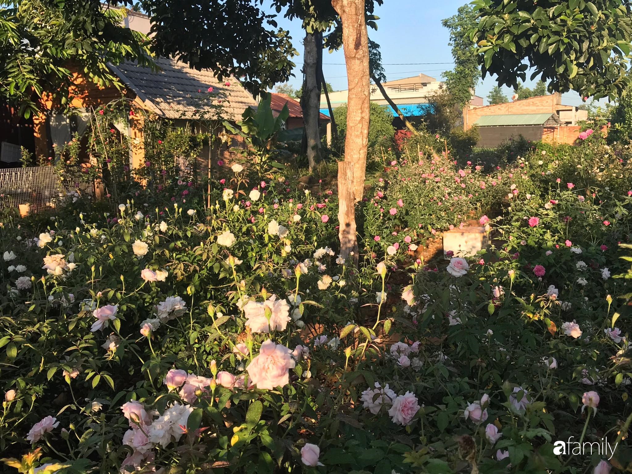 Khu vườn hoa hồng đẹp như cổ tích mà người chồng ngày đêm chăm sóc để tặng vợ con ở Vũng Tàu-11