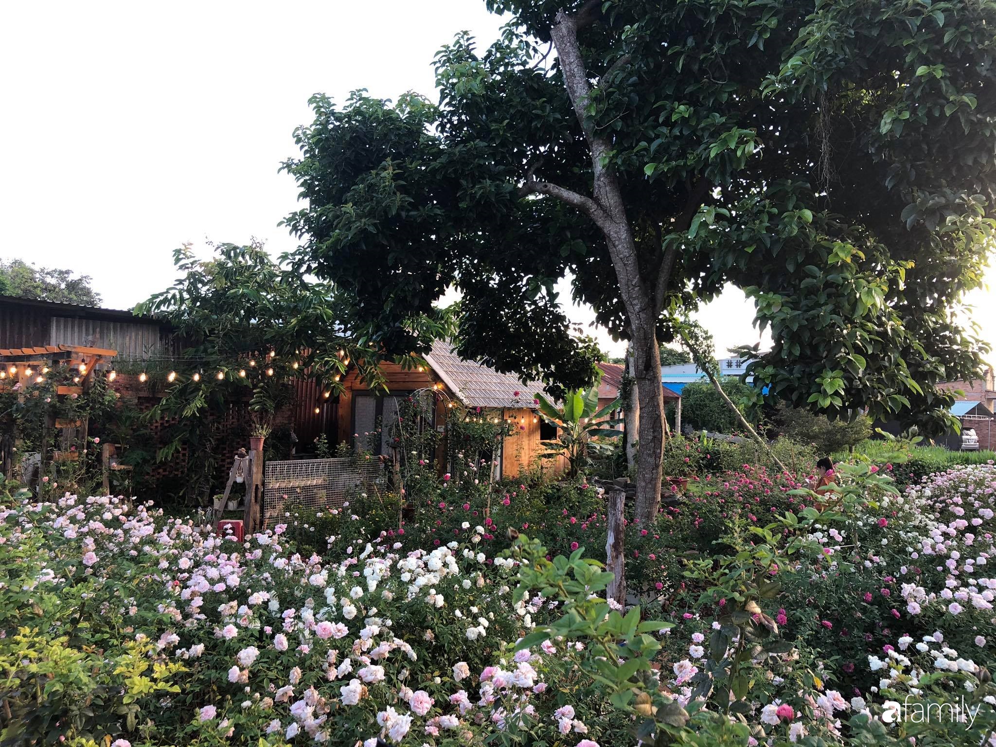 Khu vườn hoa hồng đẹp như cổ tích mà người chồng ngày đêm chăm sóc để tặng vợ con ở Vũng Tàu-9