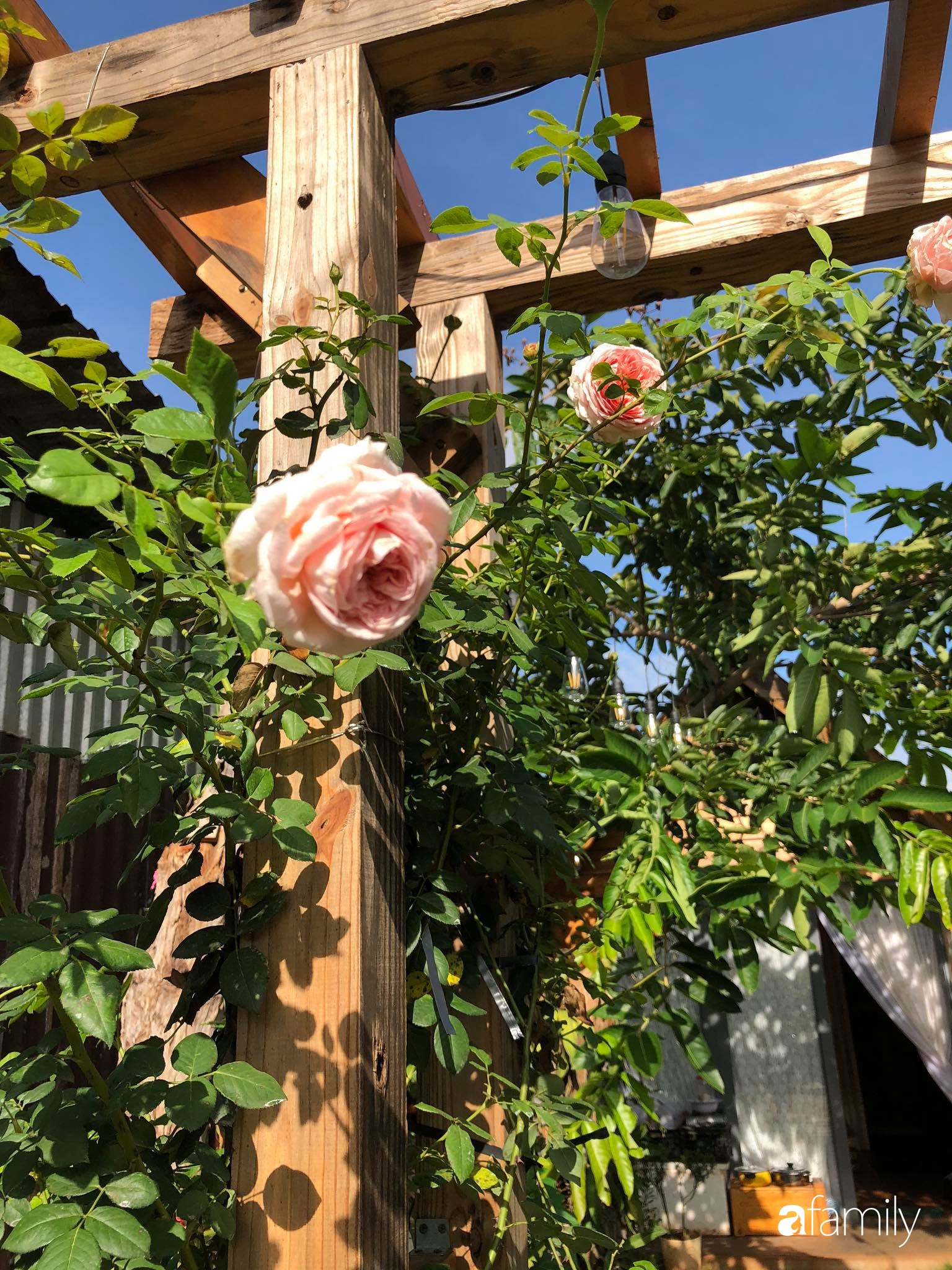 Khu vườn hoa hồng đẹp như cổ tích mà người chồng ngày đêm chăm sóc để tặng vợ con ở Vũng Tàu-34